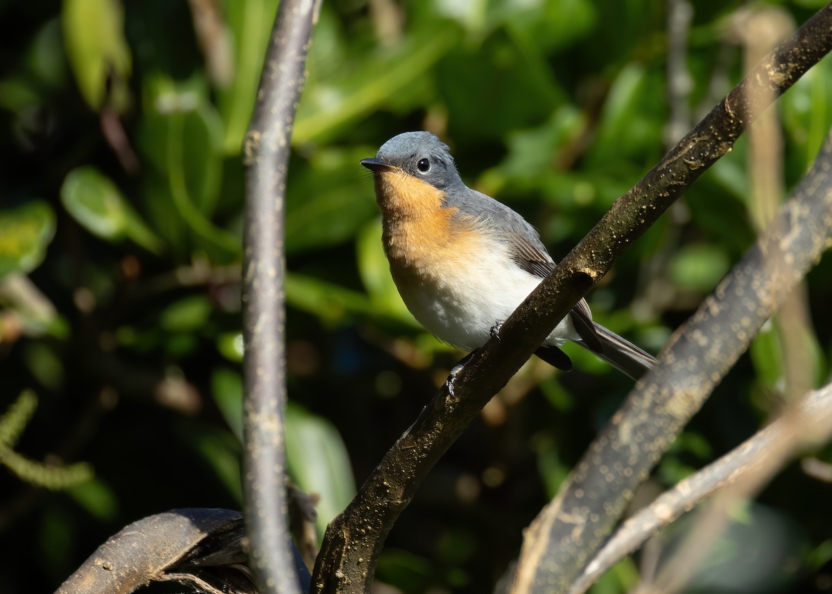 Satin Flycatcher - ML634391298