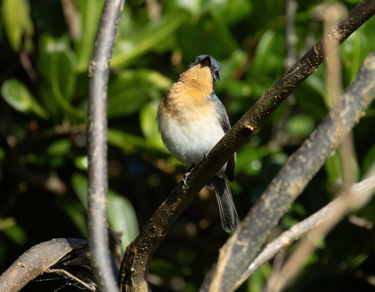 Satin Flycatcher - ML634391299