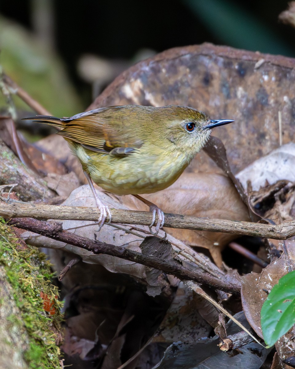 Atherton Scrubwren - ML634391306