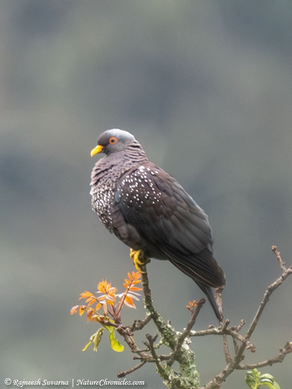 Pigeon rameron - ML634391324