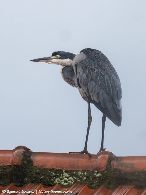 Black-headed Heron - ML634391345