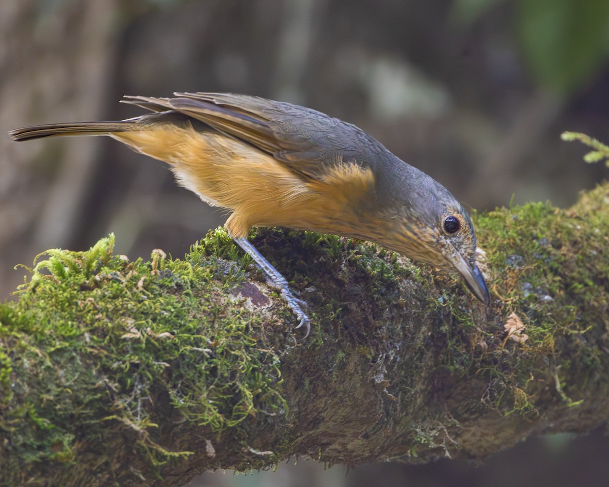 Bower's Shrikethrush - ML634391349