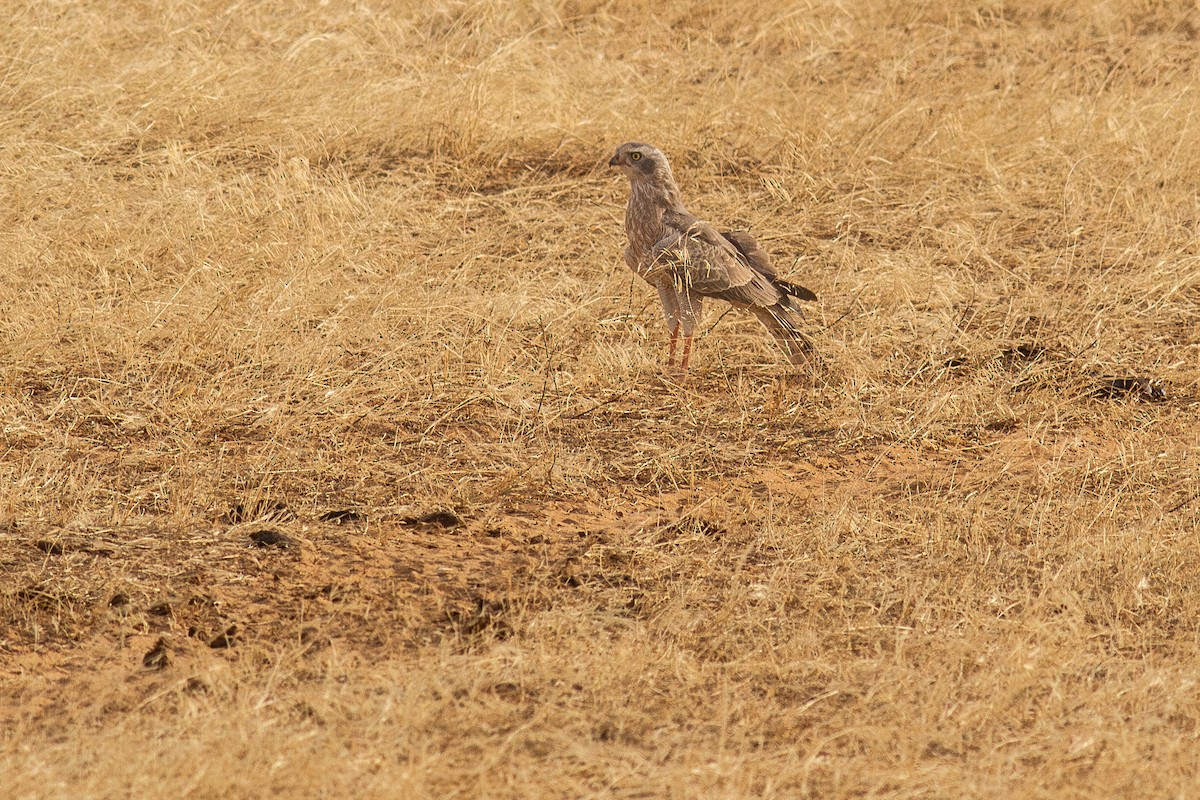 Dark Chanting-Goshawk - ML634391389