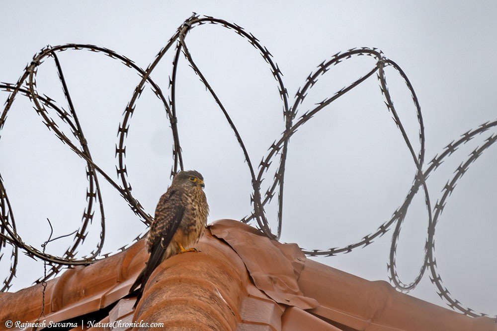 Eurasian Kestrel - ML634391441