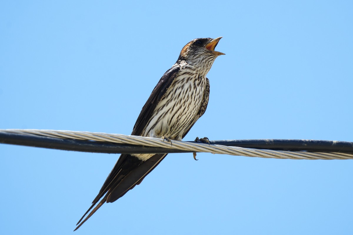 Eastern Red-rumped Swallow (Striated) - ML634391489