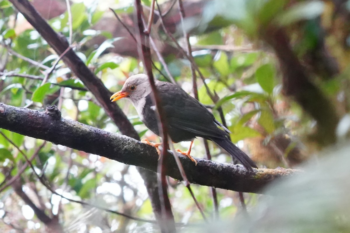 Mindanao Island-Thrush (Negros) - Dindo Karl Mari Malonzo