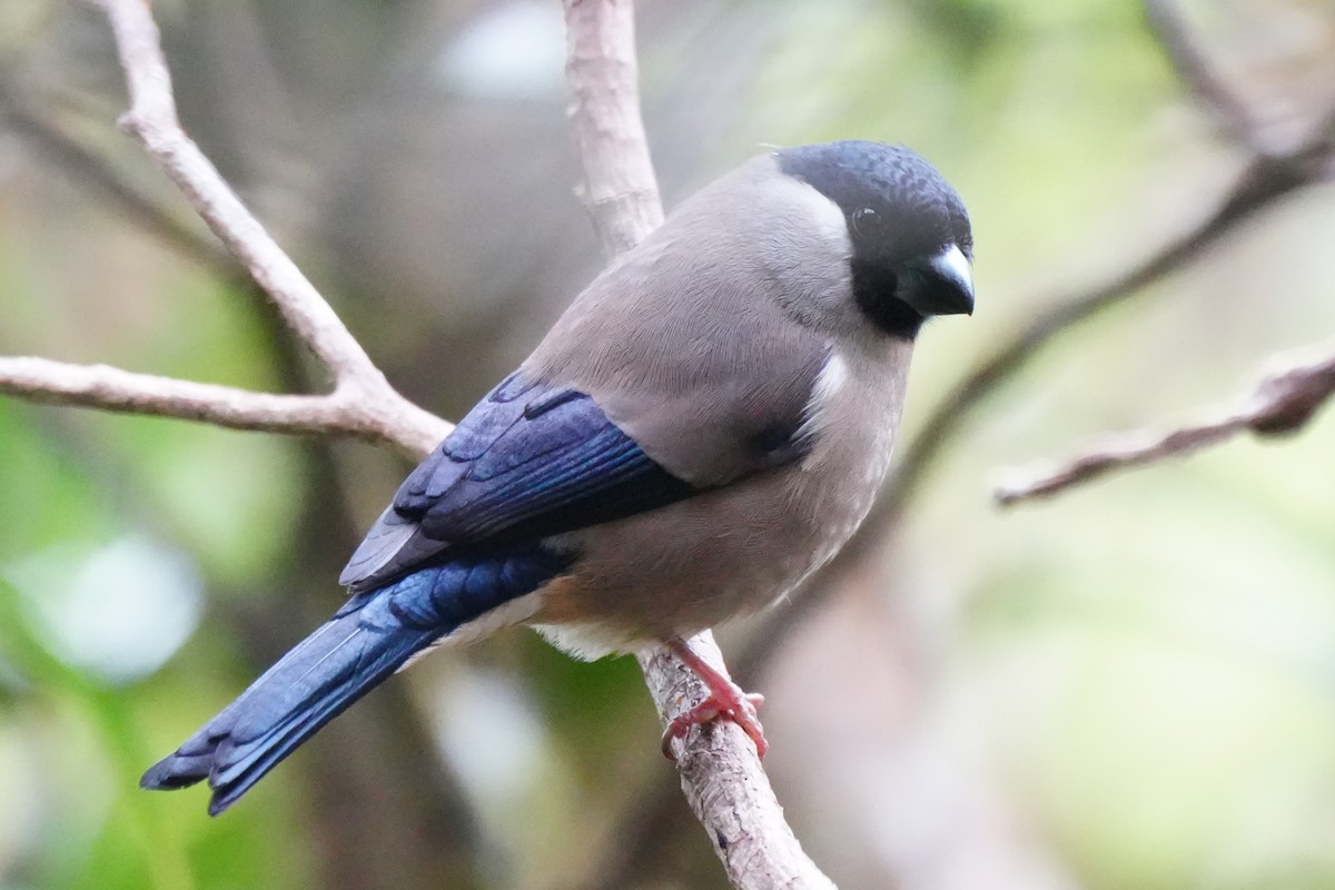 White-cheeked Bullfinch - ML634391527