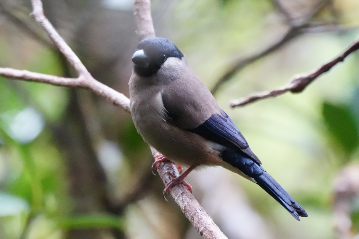 White-cheeked Bullfinch - ML634391529