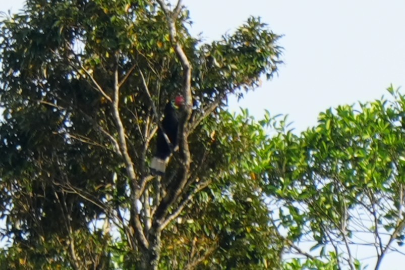 Writhe-billed Hornbill - ML634391582