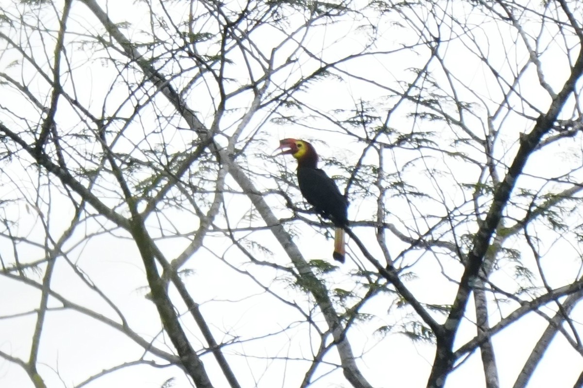 Writhe-billed Hornbill - ML634391583