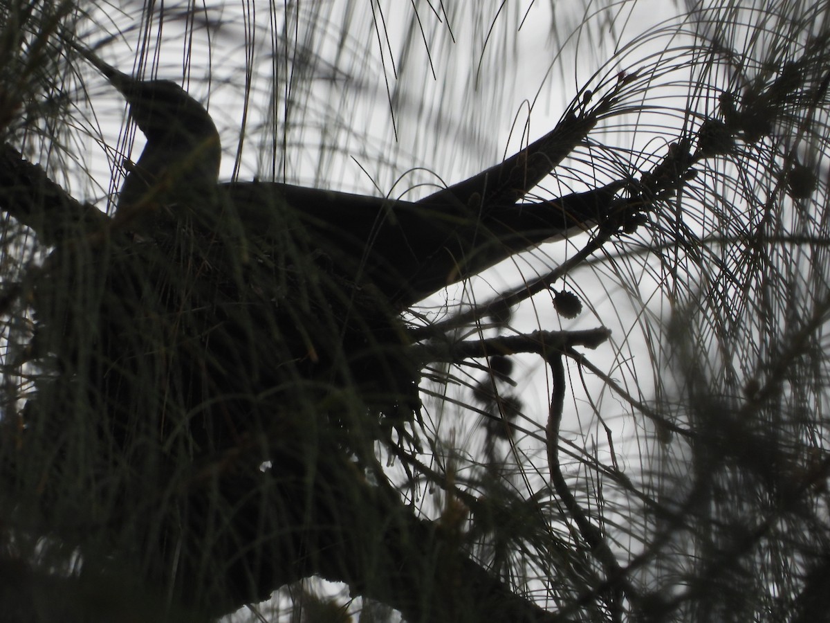 クロアジサシ - ML634391593