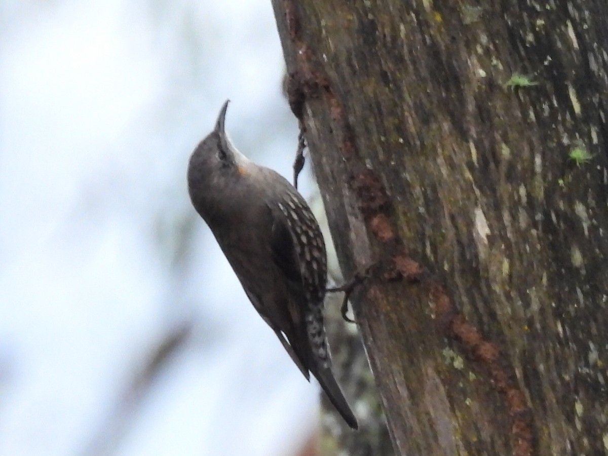 White-throated Treecreeper - ML634391677