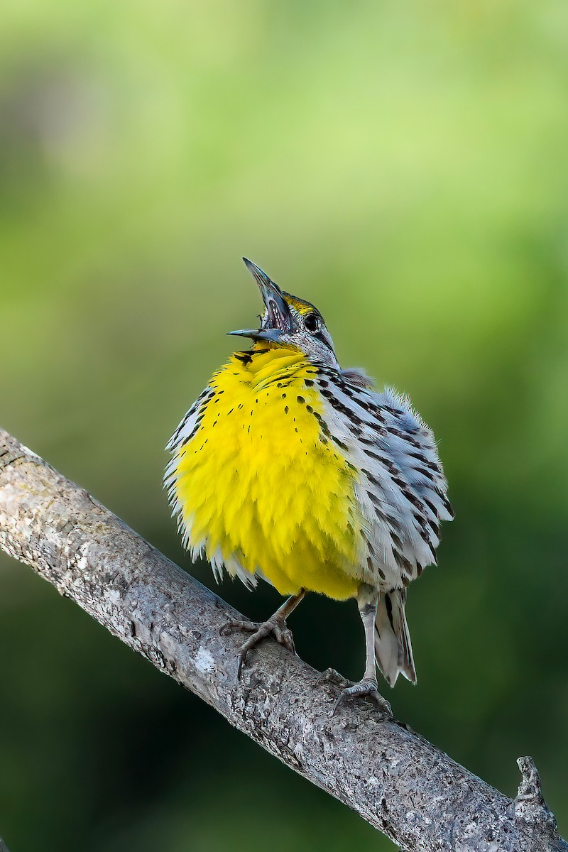 Eastern Meadowlark (Cuban) - ML634391761