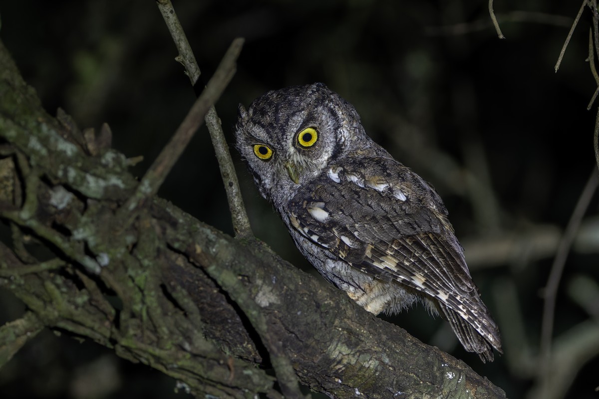Tropical Screech-Owl - ML634391773