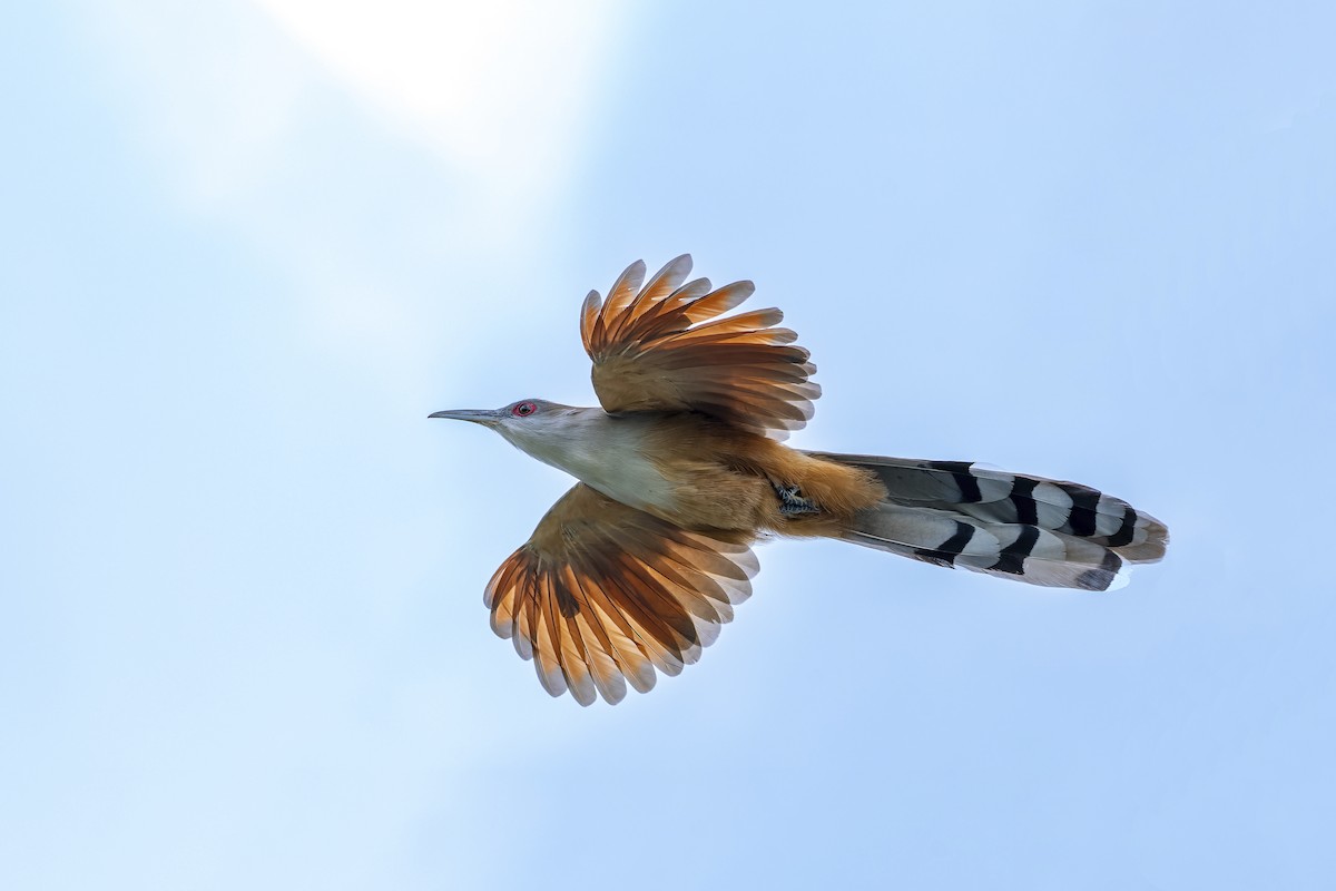 Great Lizard-Cuckoo (Cuban) - ML634391779