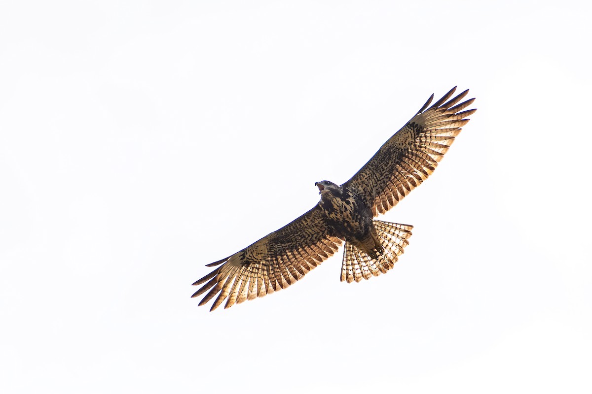 Red-tailed Hawk (solitudinis) - ML634391798