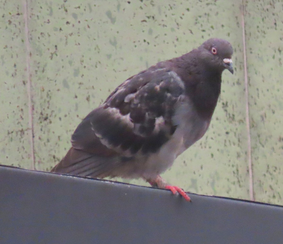 Rock Pigeon (Feral Pigeon) - ML634391821