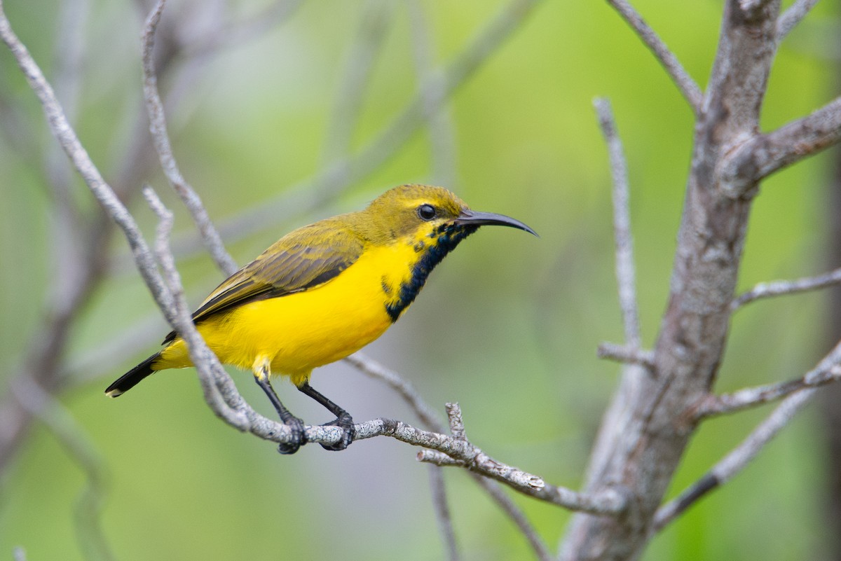 Sahul Sunbird - ML634391930