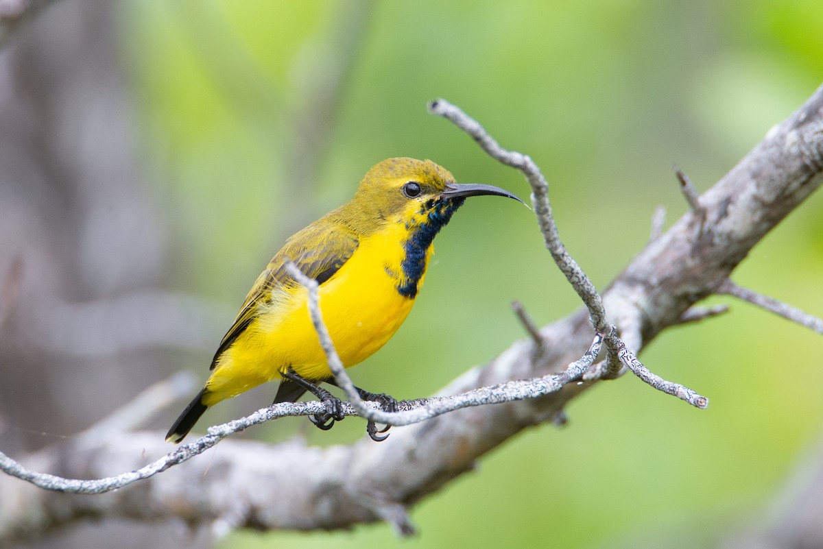 Sahul Sunbird - ML634391931