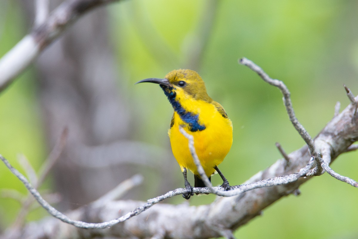 Sahul Sunbird - ML634391932