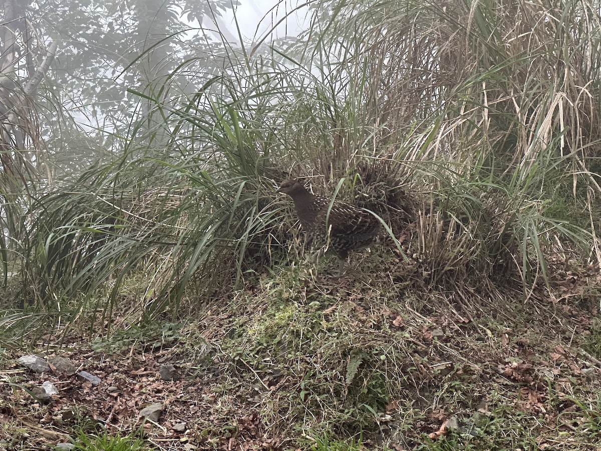 bažant mikado - ML634391973