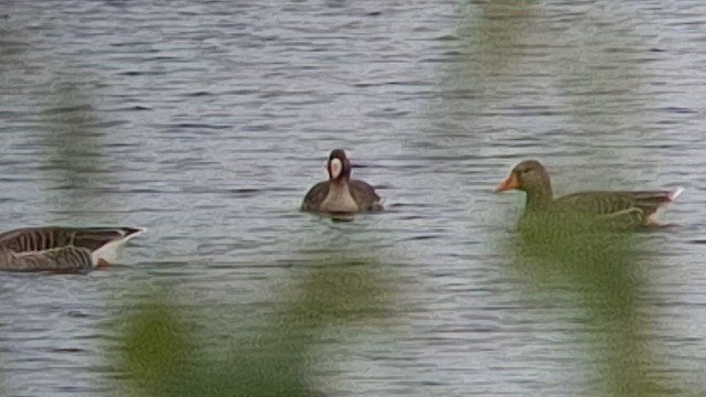 husa běločelá (ssp. albifrons) - ML634391979