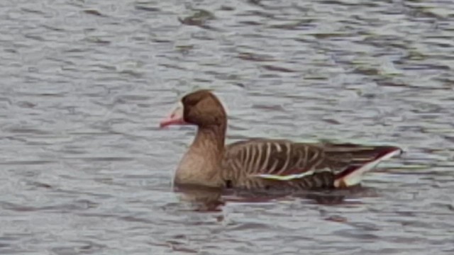 husa běločelá (ssp. albifrons) - ML634391980