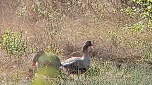 husa běločelá (ssp. albifrons) - ML634392080