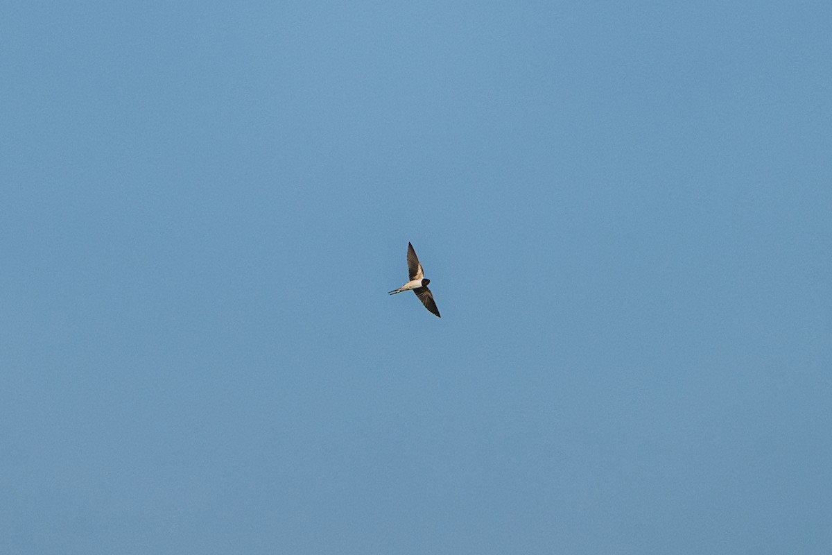 Ластівка сільська - ML634392119