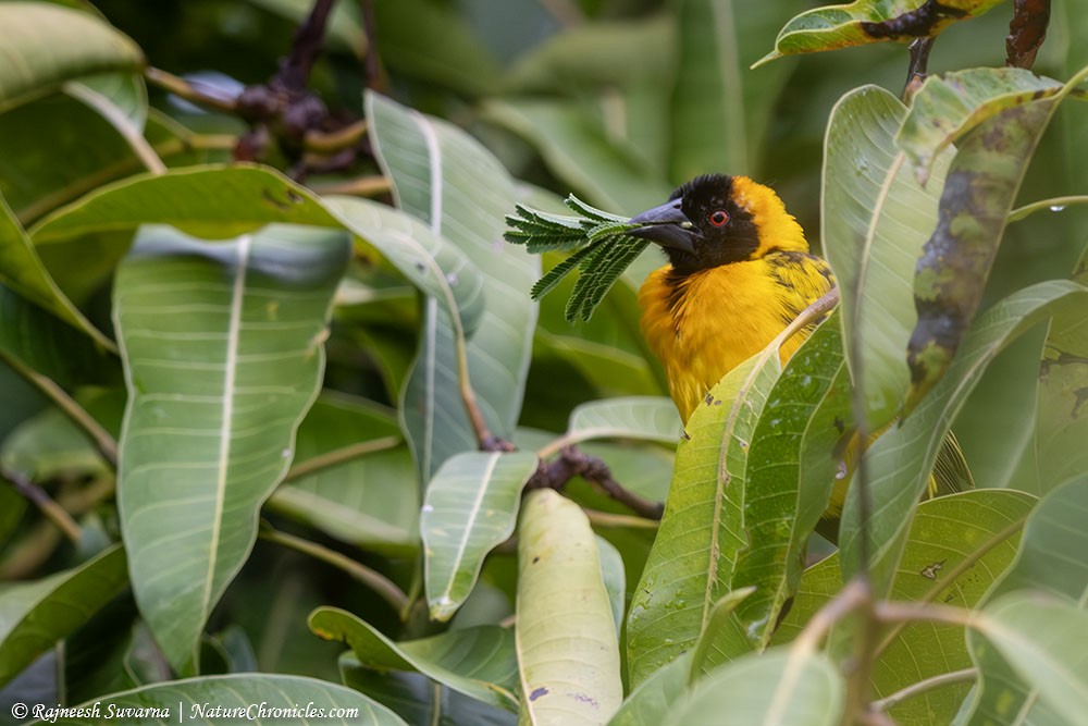 Village Weaver - ML634392122