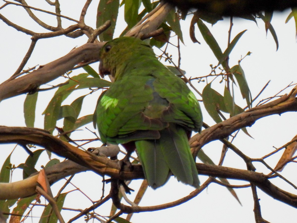 Australian King-Parrot - ML634392127
