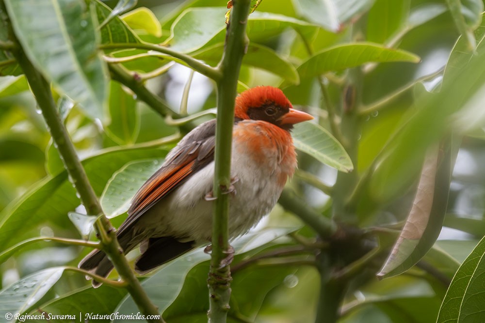 Red-headed Weaver - ML634392128