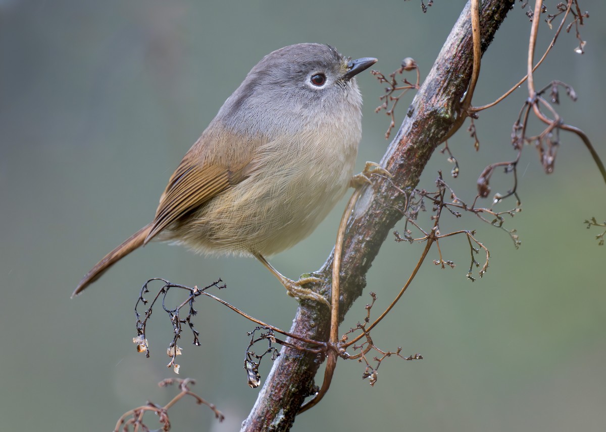 Huet's Fulvetta - ML634392324