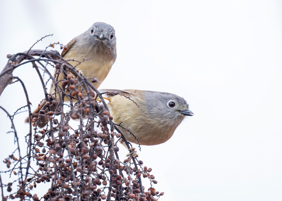 Huet's Fulvetta - ML634392326