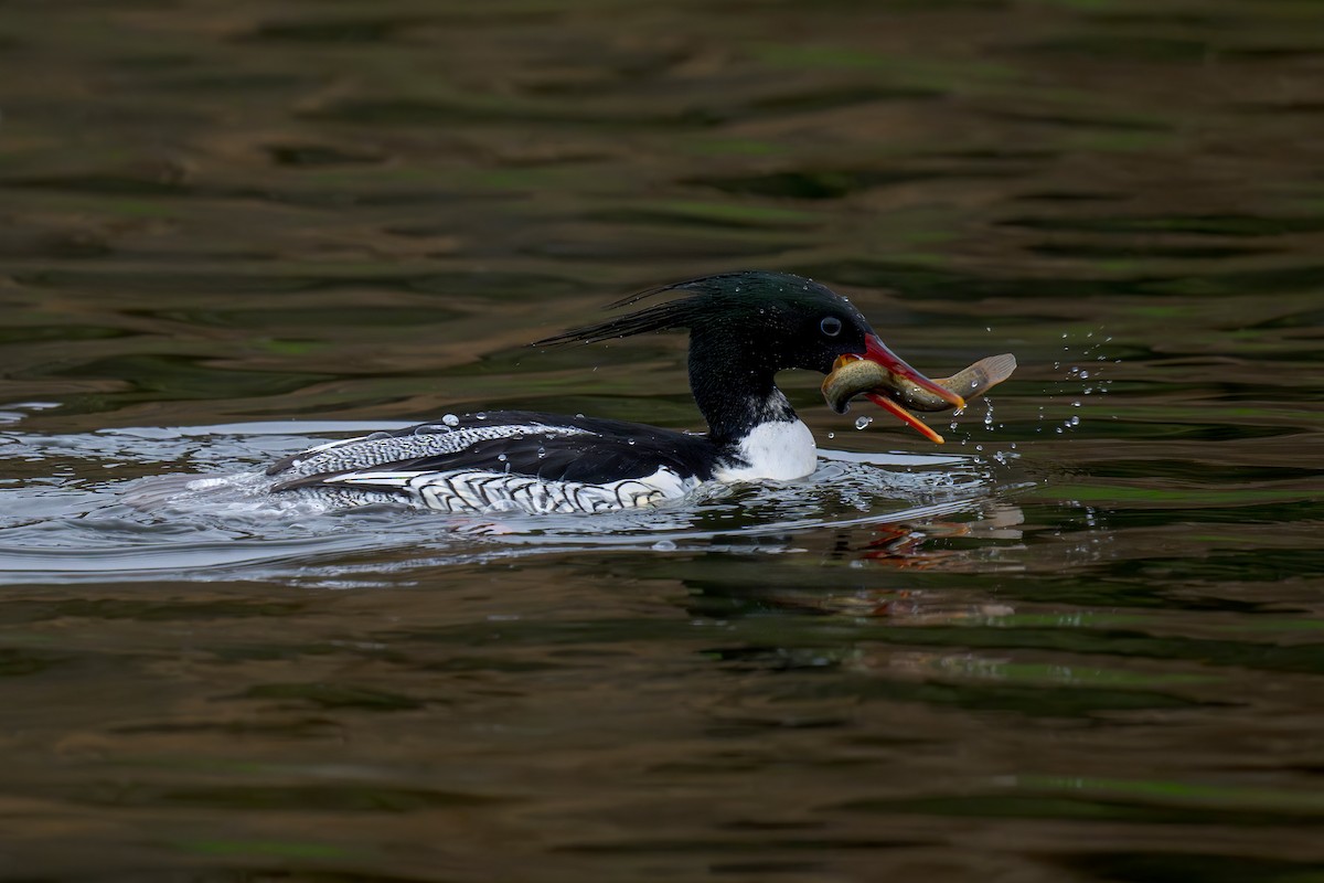 Scaly-sided Merganser - ML634392359