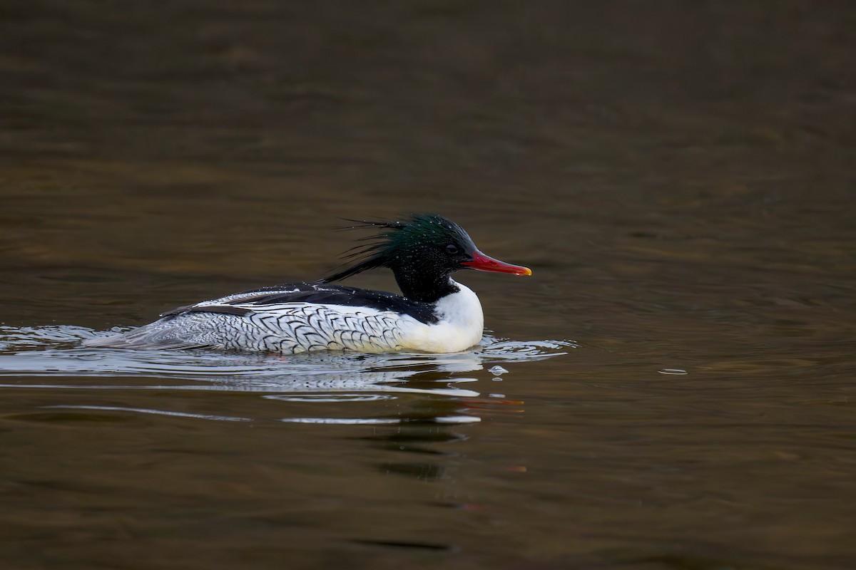 Scaly-sided Merganser - ML634392360