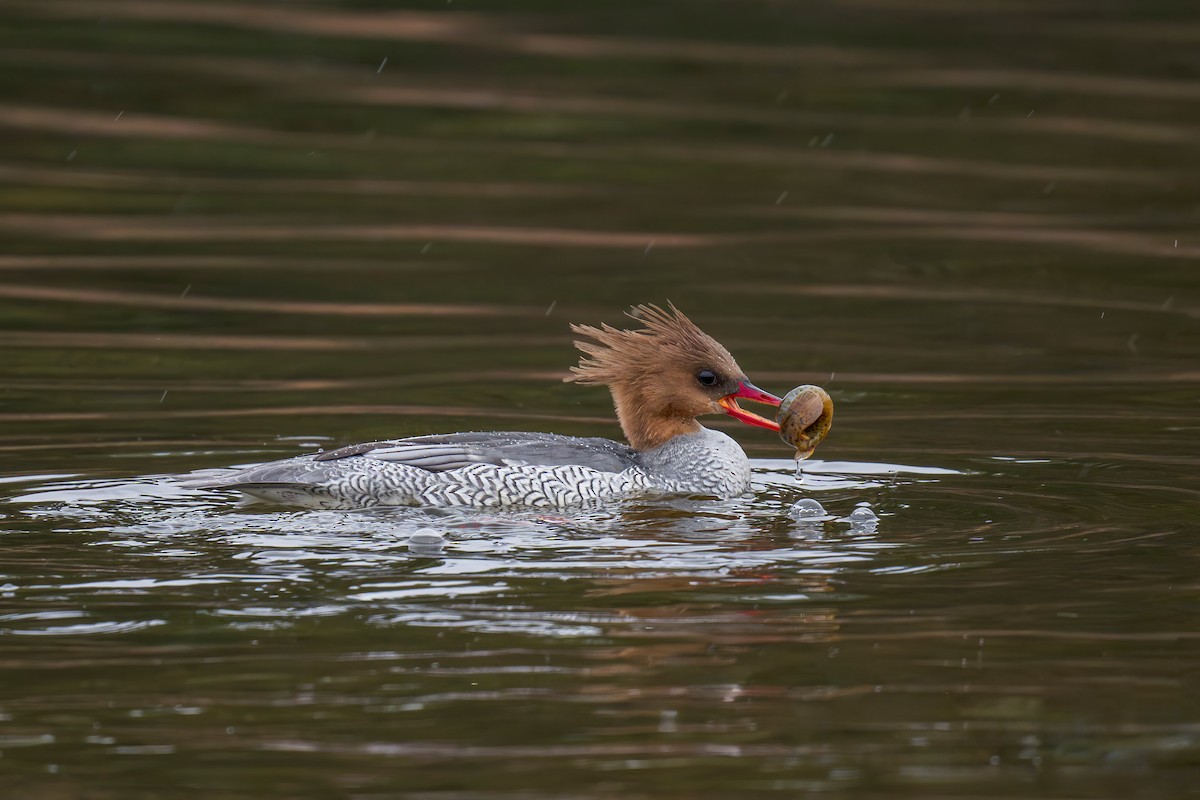 Scaly-sided Merganser - ML634392361