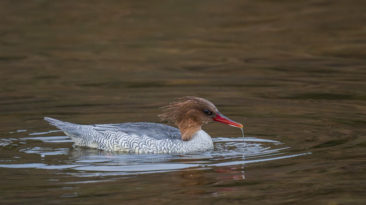 Scaly-sided Merganser - ML634392362