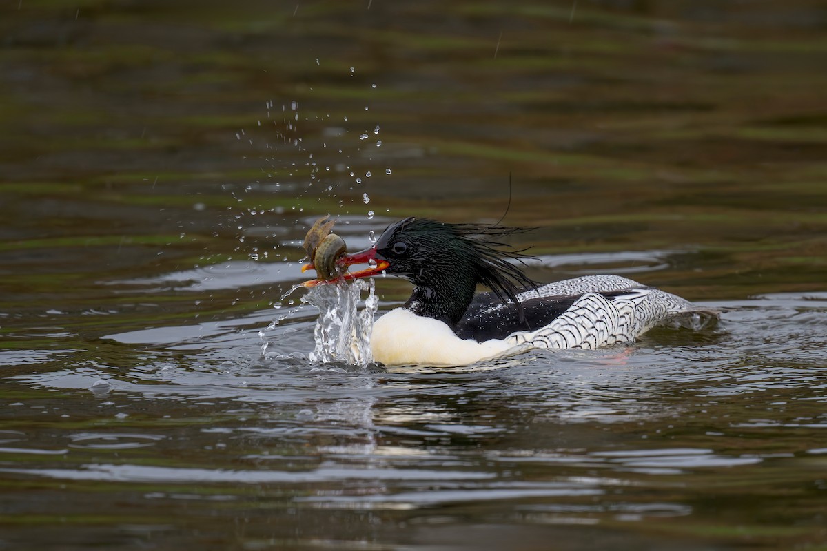 Scaly-sided Merganser - ML634392363