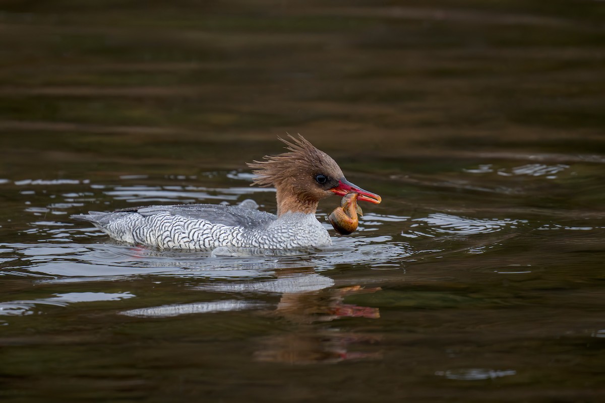 Scaly-sided Merganser - ML634392364