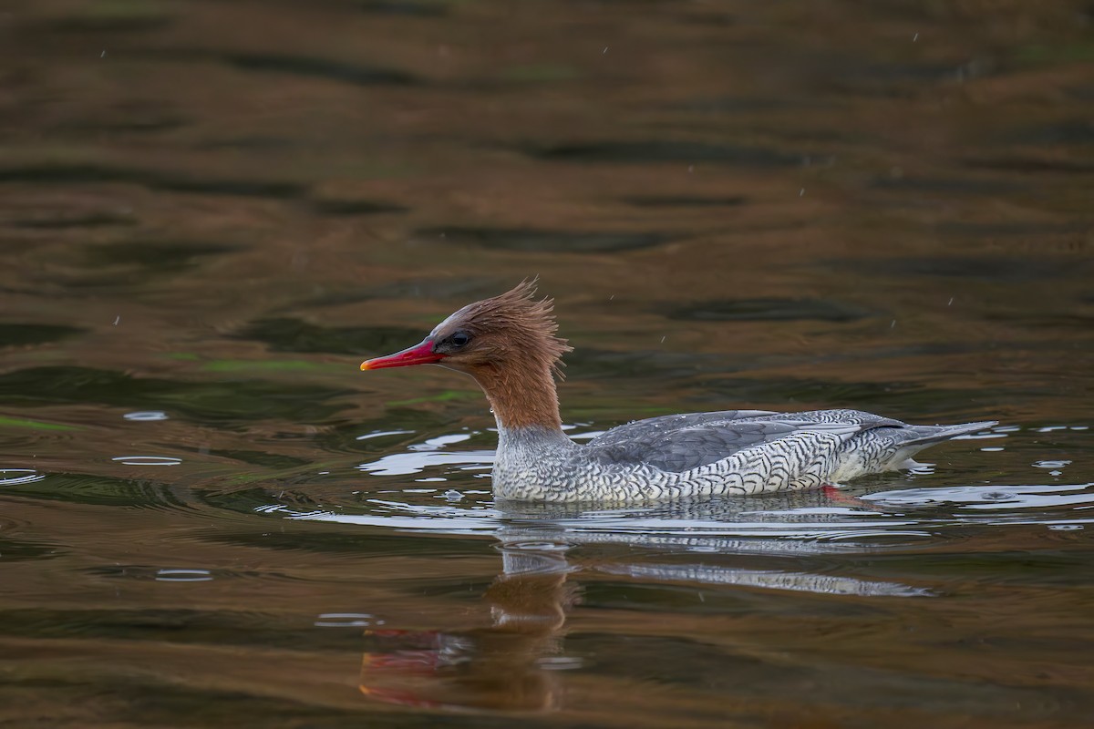 Scaly-sided Merganser - ML634392365