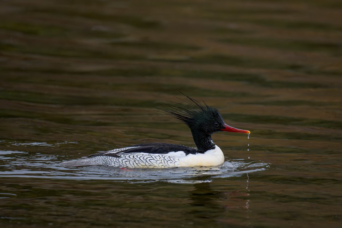 Scaly-sided Merganser - ML634392366