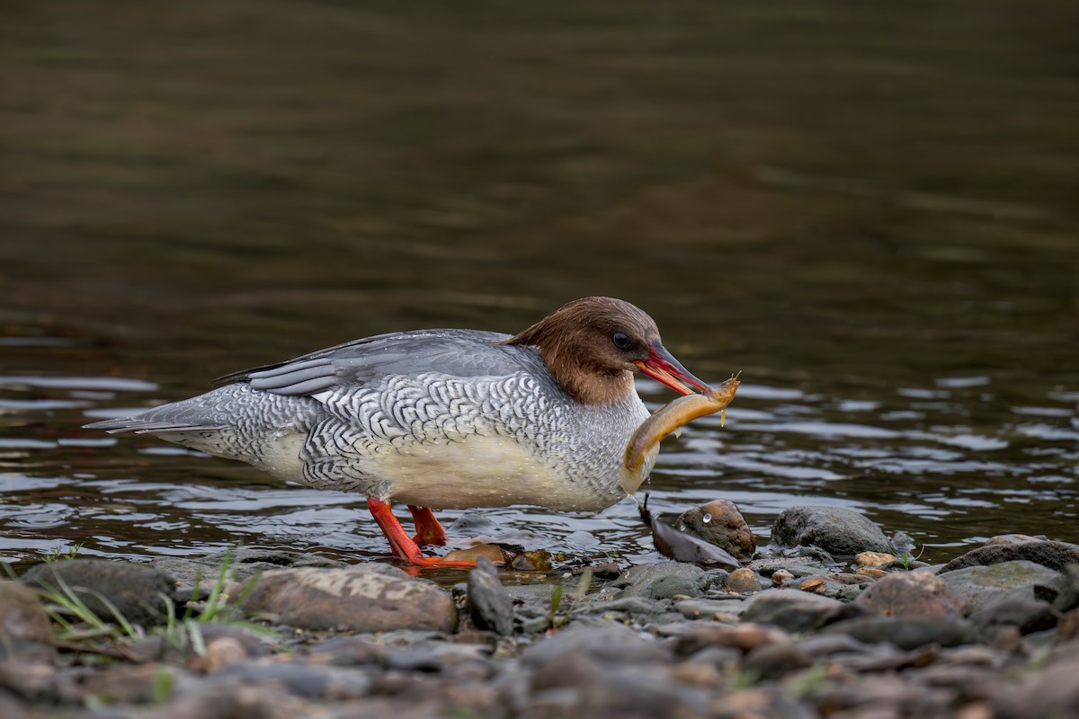 Scaly-sided Merganser - ML634392367