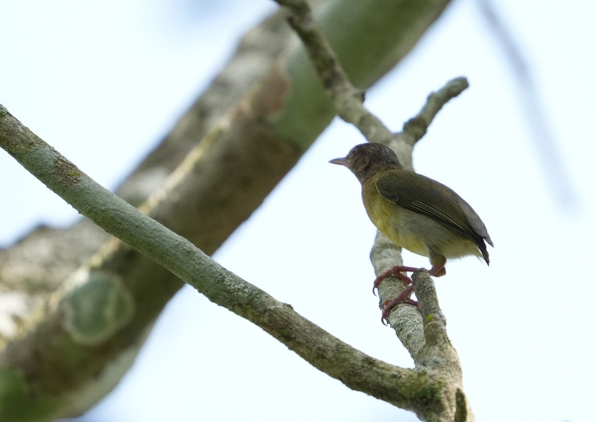 Lemon-bellied Crombec - ML634392468