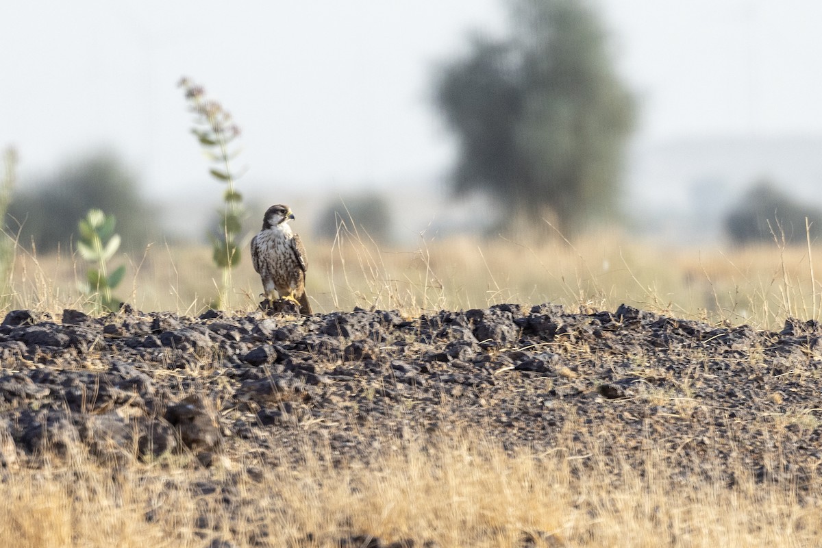 Laggar Falcon - ML634392556