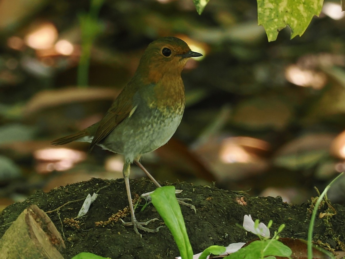 Japanese Robin - ML634392562