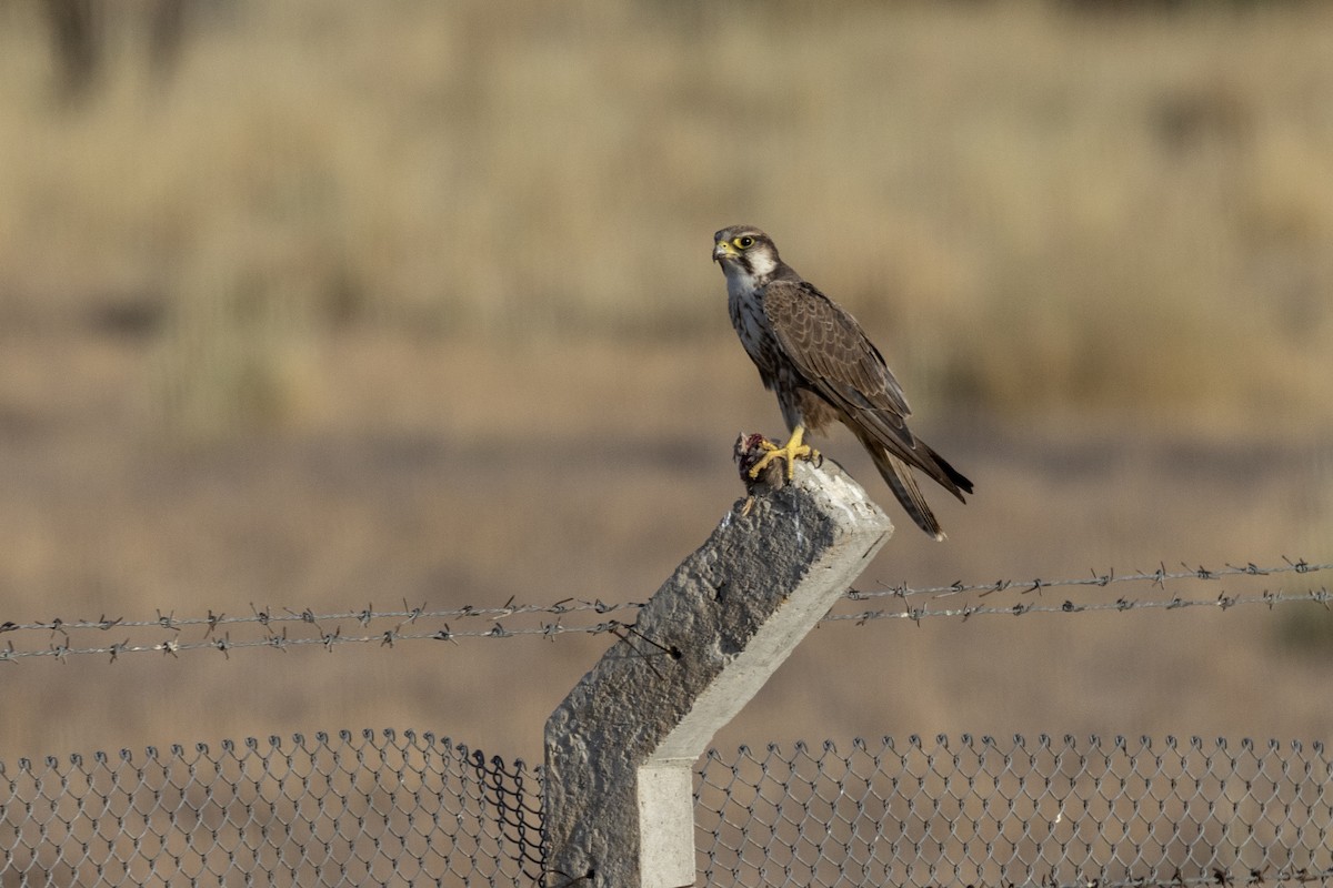 Laggar Falcon - ML634392565