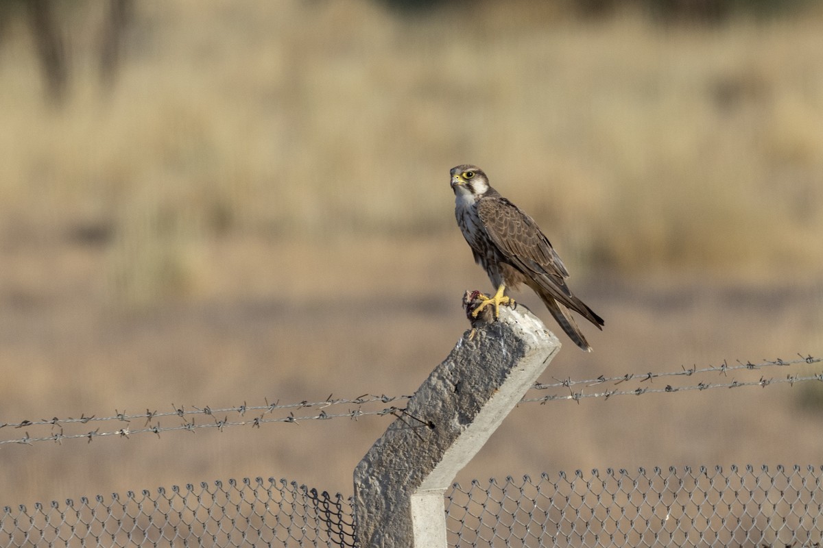 Laggar Falcon - ML634392566