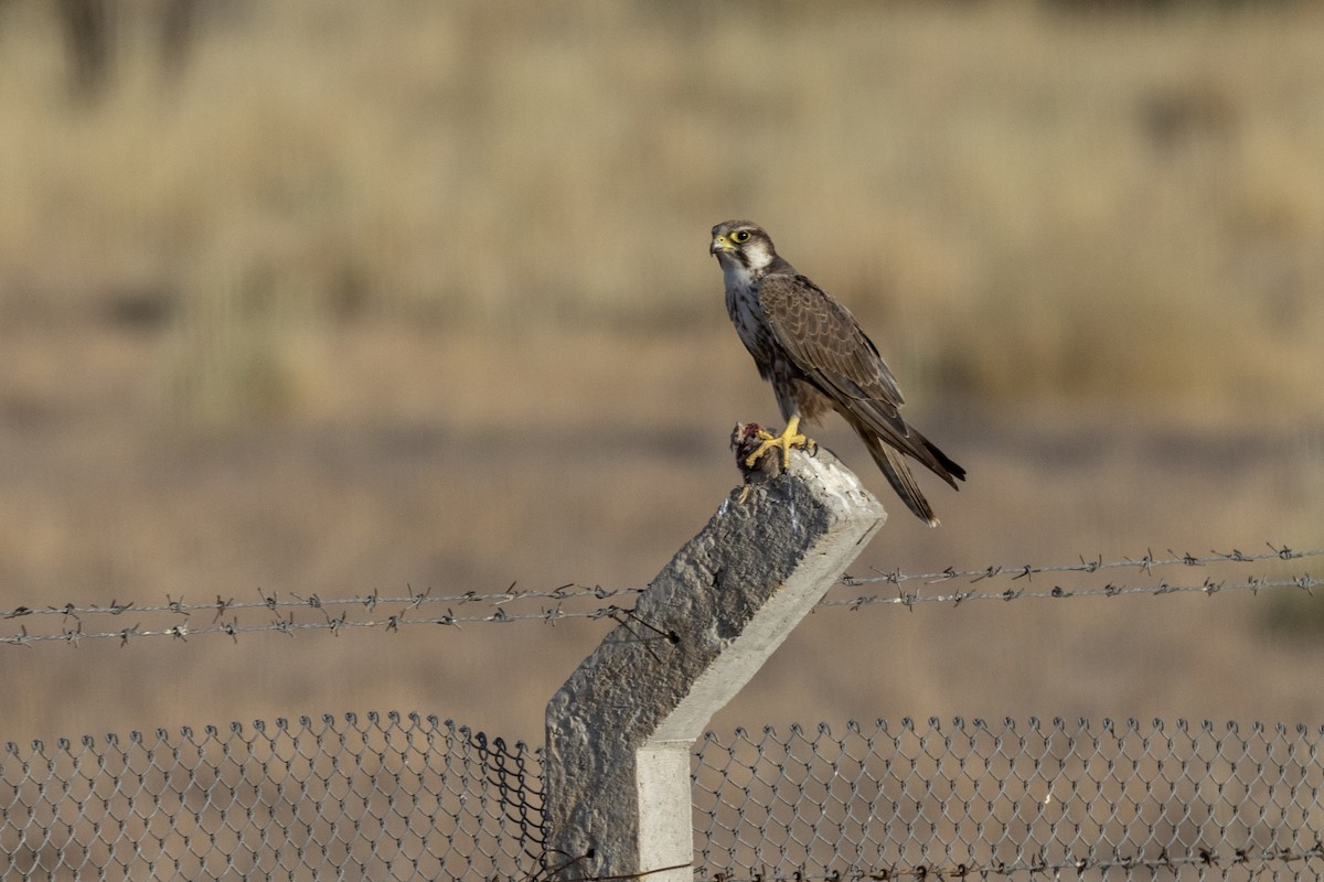 Laggar Falcon - ML634392570