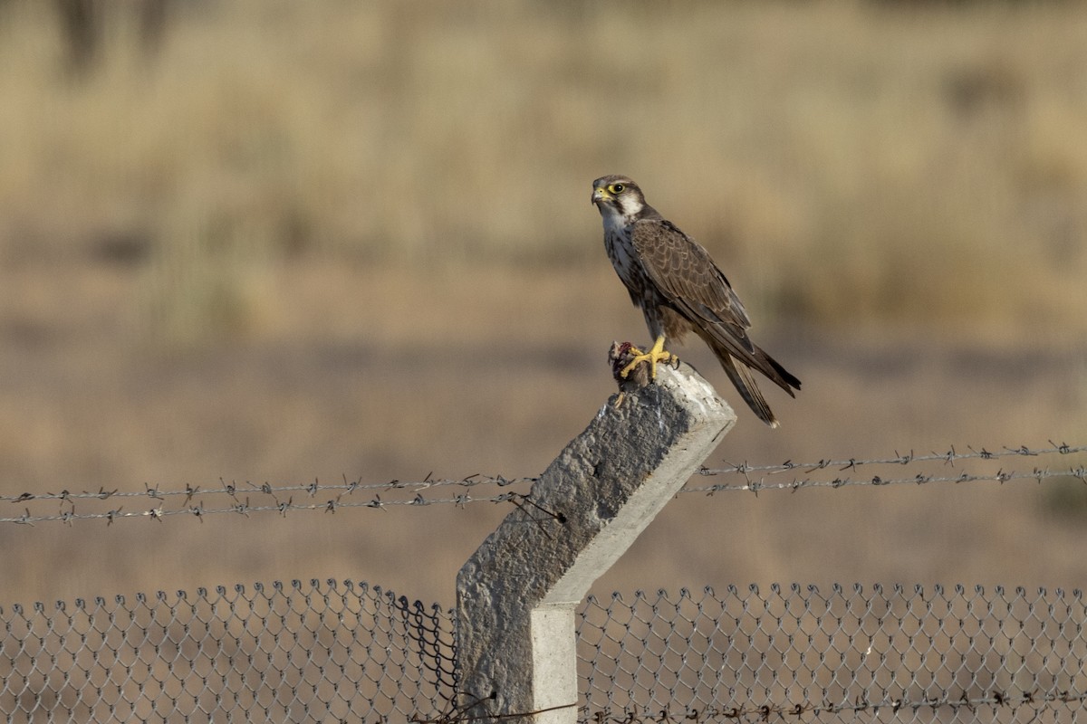 Laggar Falcon - ML634392571
